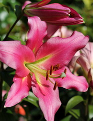 Lilies. The unusual coloring of elegant flowers fascinates. White and purple, colors of gold and morning dawn.