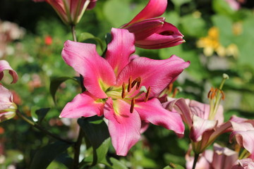 Fototapeta premium Lilies. The unusual coloring of elegant flowers fascinates. White and purple, colors of gold and morning dawn.