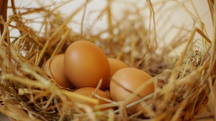eggs in a nest