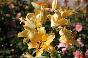 Lilies. The unusual coloring of elegant flowers fascinates. White and purple, colors of gold and morning dawn.
