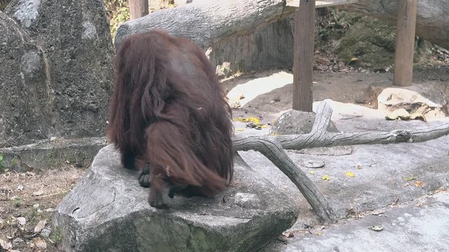 intelligent large orangutan with long brown fur stands up and leaves comfortable gray rock in big zoo enclosure