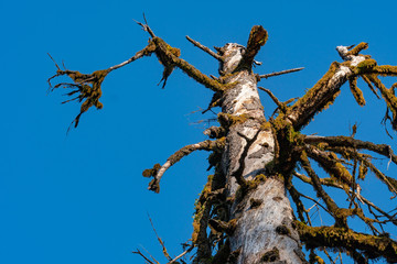 Tree Tops In Clearing