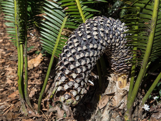 Dwarf Palm Tree with its big dead sago cone at a tropical botanical garden.