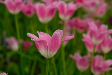 Obraz premium tulips