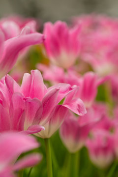 tulips © dook99