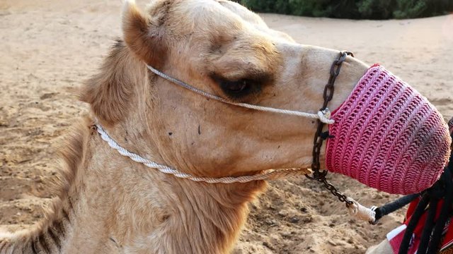 Close up of sitting camel in the desert with muzzle