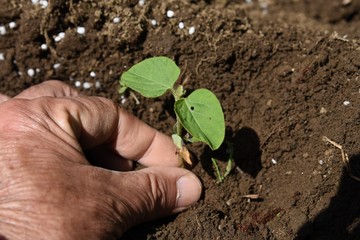 Green soybeans cultivation / Germination and planting