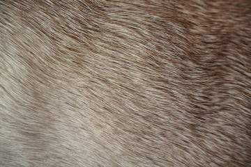 Closeup of Dog Fur (Pug)