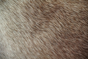 Closeup of Dog Fur (Pug)