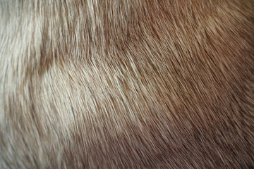 Closeup of Dog Fur (Pug)