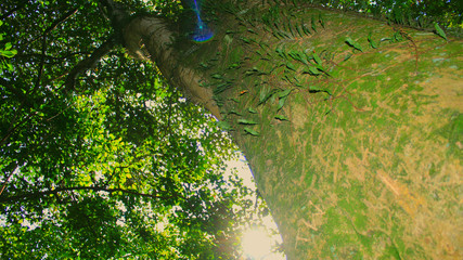 watering plants in a tree
