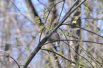 Chaffinch sitting on a tree in the spring forest