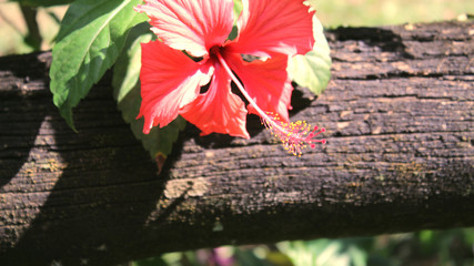 red flowers in the garden