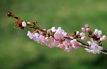 札幌の公園の蝦夷山桜の風景
