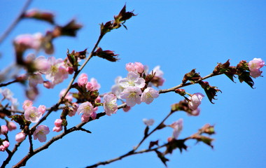 札幌の公園の蝦夷山桜の風景