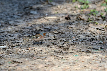 Chaffinch walking on the ground in the spring forest