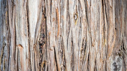 Close-up Pine-tree bark texture background, Arboretum in Sukhum, Abkhazia.