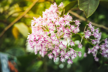 colourful of beautiful flower