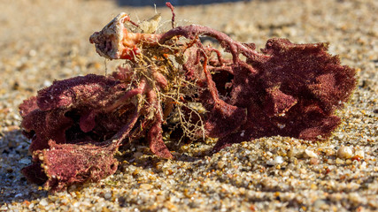 close up of purple sea weed on beach sand, shallow depth of field