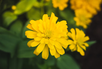 colourful of beautiful flower