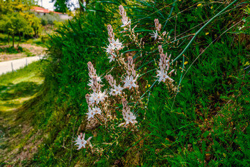 White wild flowers