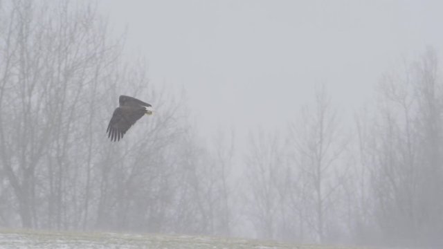 bald eagle flying in winter storm