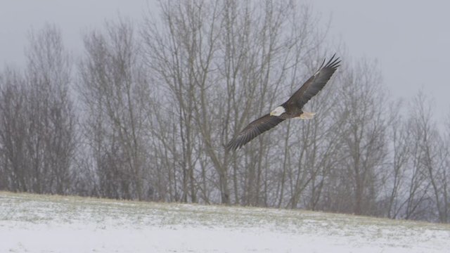 bald eagle coming for a landing on snowy field