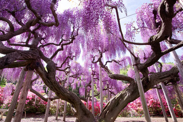 足利市　あしかがフラワーパーク　むらさき藤