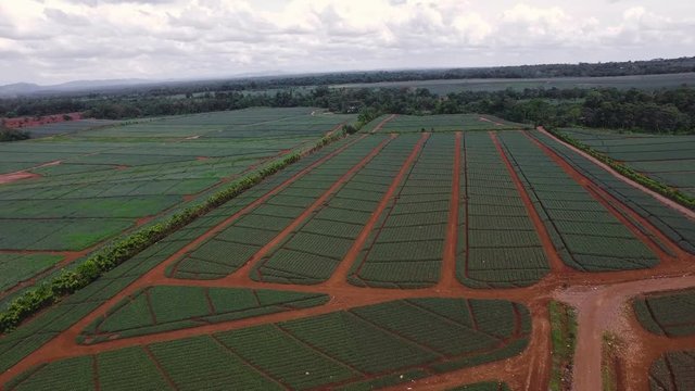 Smooth overflight over pineapple sowing fields in Costa Rica
