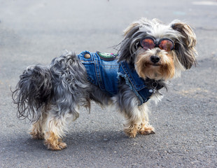 yorkshire terrier wearing a denim jacket and orange sunglasses