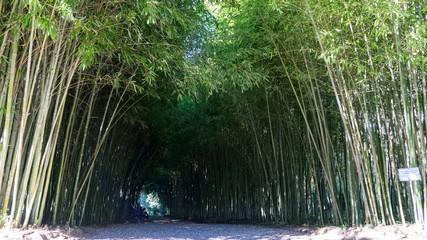 Bamboo tunnel in Arboretum of Sukhum, Abkhazia.