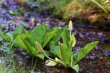 Skunk Cabbage in the stream