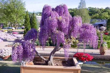 Fotobehang Bonsai 足利市　あしかがフラワーパーク　むらさき藤の盆栽  © Tozawa