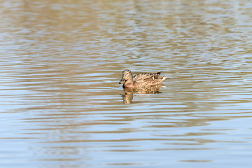 Wild duck swims in a city pond on a sunny day