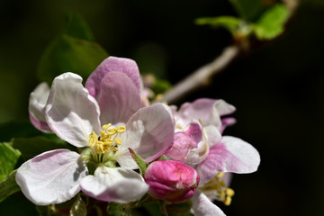 Fototapeta na wymiar nahaufnahme einer rosa apfelblüte mit pollen und blütenstempel im frühling
