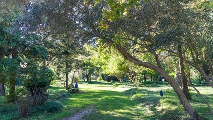 Fototapeta na wymiar Green park. Botanical Garden in Sukhum, Abkhazia.