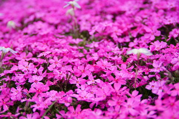 Fototapeta premium Shibazakura in full bloom