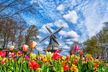 Dutch windmill and colorful tulips in spring garden of flowers Keukenhof, Holland, Netherlands. - 265067189