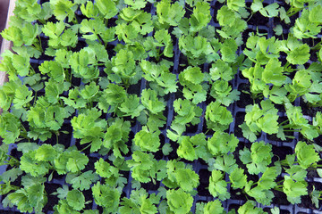 Background from young parsley. Fresh growing parsley