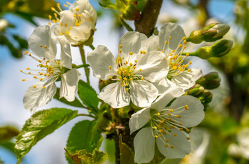 cherry blossom, spring, many cherry flowers close-up, Easter, postcard