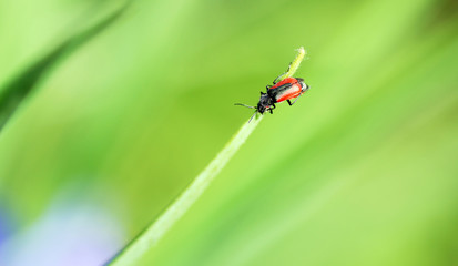 Small beetle sits on the tip of a blade of grass on a green background in summer