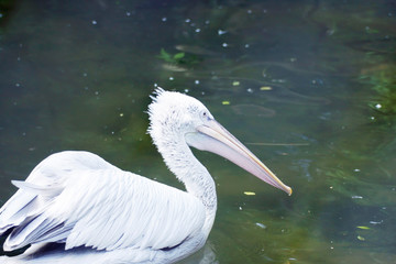 White pelican sits on a background of green water
