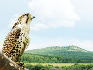 Wild hawk sits on a tree bough against the backdrop of a beautiful summer landscape on a sunny day