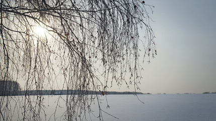 Winter scenery with snow covered field and low sun through naked birch tree twigs