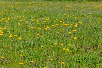 Green meadow covered with yellow dandelions at spring