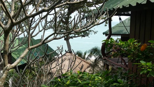 Lovely huts near tropical tree. Wonderful shacks of small village located around amazing tropical tree on sunny day in jungle. Green life. exotic thailand village. living in nature.