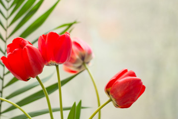 Red tulip background. spring greeting card. flowers card with copy space