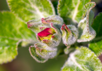 Apple blossom, spring, many Apple blossom close-up, Easter, postcard on blue sky background