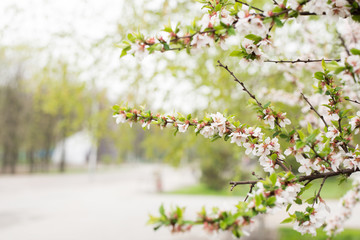 Blossoming branch apple. Bright colorful spring flowers