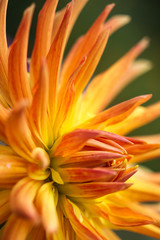 Blossom of a dahlia in yellow, orange and red in full bloom